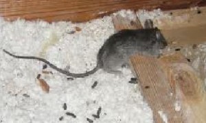 Rat Control in Newport, South Wales