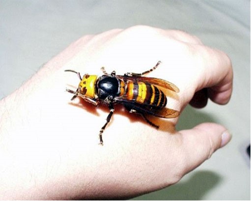 Japanese Hornets can grow up to 5cm or 2inches in length. 